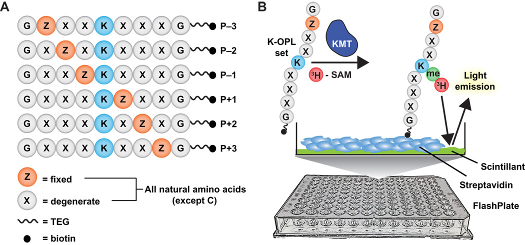 A functional proteomics platform to reveal the sequence determinants of lysine methyltransferase substrate selectivity