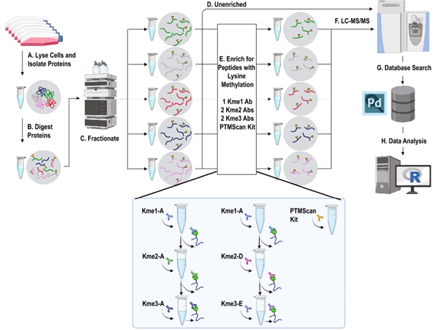 Global lysine methylome profiling using systematically characterized affinity reagents